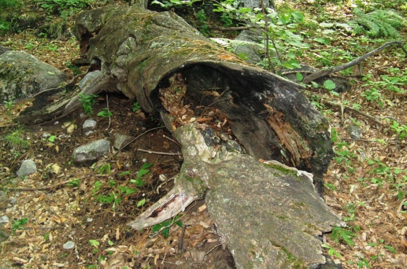 Un Limax dalla Val dei Ratti (Sondrio)